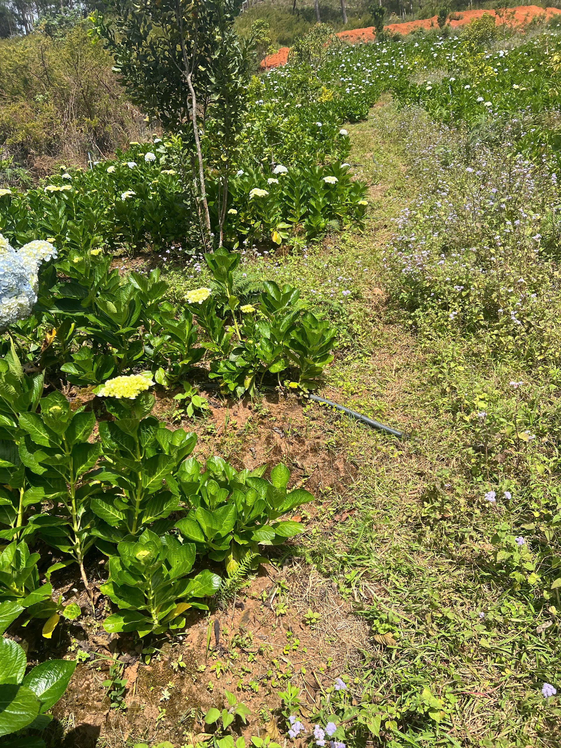 Vườn hoa cẩm tú cầu